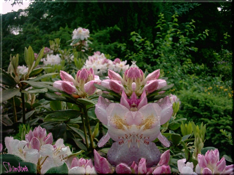 Rhododendron-Deva